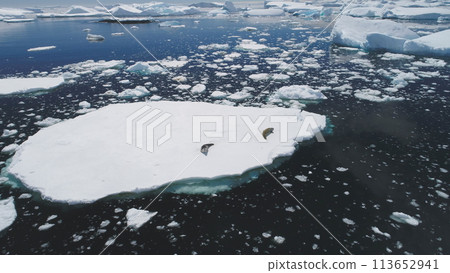 Antarctic Crabeater Seal Rest Iceberg Aerial View. Arctic Polar Mammal Animal Lies on Snow Covered Surface. Antarctica Wildlife Ocean Coast Glacier Seascape Top Tracking Drone Antarctic Crabeater Seal Rest Iceberg Aerial View. Arctic Polar Mammal Animal Lies on Snow Covered Surface. Antarctica Wildlife Ocean Coast Glacier Seascape Top Tracking Drone 113652941
