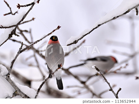 A bush warbler pecking at snow and cherry blossom buds A bush warbler pecking at snow and cherry blossom buds 113652944