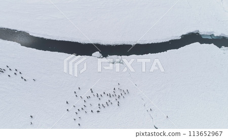 Gentoo Penguin Walk Snow Land Aerial Top Down View. Wildlife Habitat Bird Group Travel Antarctica Frozen Surface at Ice Crack. Polar Winter Extreme Scenery Drone Flight 113652967