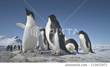 Antarctic Adelie Penguin Flock Play Closeup. Antarctica Ocean Bird Flock Mating Games Behavior at Cold Nature Ice Rock Landscape Background Low-Angle. Peninsula Expedition Antarctic Adelie Penguin Flock Play Closeup. Antarctica Ocean Bird Flock Mating Games Behavior at Cold Nature Ice Rock Landscape Background Low-Angle. Peninsula Expedition 113652971