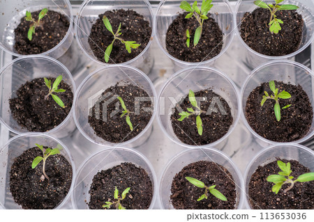 Group of tomato seedlings in plastic glasses on windows sill 113653036