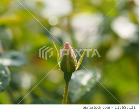 White Rose Iceberg Bud 113653121