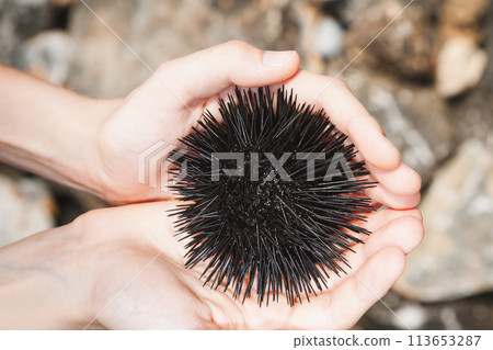 Hands Holding a Sea Urchin Hands Holding a Sea Urchin 113653287