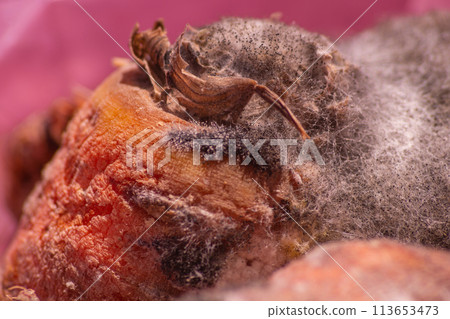 Putrid fungal growths that have covered the surface of carrots after infection. Breaking down organic matter to its simple constituents Putrid fungal growths that have covered the surface of carrots after infection. Breaking down organic matter to its simple constituents 113653473