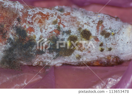Putrid fungal growths that have covered the surface of carrots after infection. Breaking down organic matter to its simple constituents 113653478