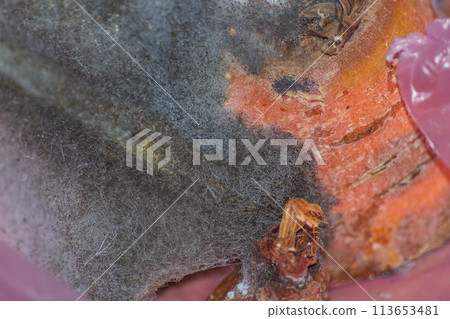 Putrid fungal growths that have covered the surface of carrots after infection. Breaking down organic matter to its simple constituents Putrid fungal growths that have covered the surface of carrots after infection. Breaking down organic matter to its simple constituents 113653481