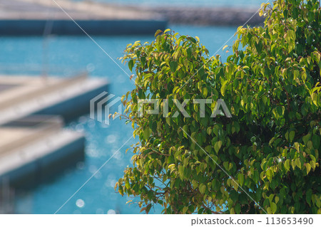 The crown of a green young deciduous tree against the background of a blurred pier with sea water of a pleasant turquoise color. Wallpaper, background, screensaver The crown of a green young deciduous tree against the background of a blurred pier with sea water of a pleasant turquoise color. Wallpaper, background, screensaver 113653490