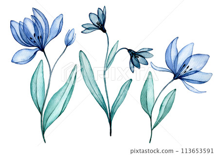 transparent flowers, watercolor drawing. blue wildflowers, x-ray transparent flowers, watercolor drawing. blue wildflowers, x-ray 113653591