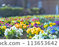 Colorful pansies planted in a flowerbed 113653642