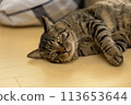 Cat lying on the floor 113653644