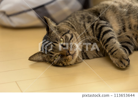 Cat lying on the floor Cat lying on the floor 113653644