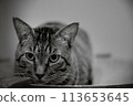 Staring Cat Monochrome 113653645