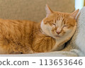Sleeping tea tiger cat 113653646
