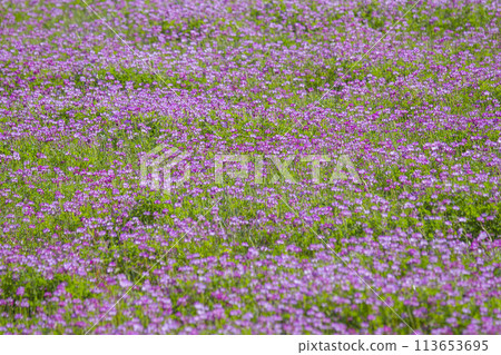 荷花遍地盛開 113653695