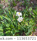Daffodils blooming in the spring garden 113653721