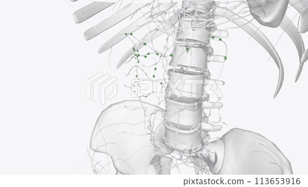 The colic lymph nodes are the large intestinal lymph nodes 113653916