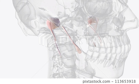 Connective tissue of jaw 113653918