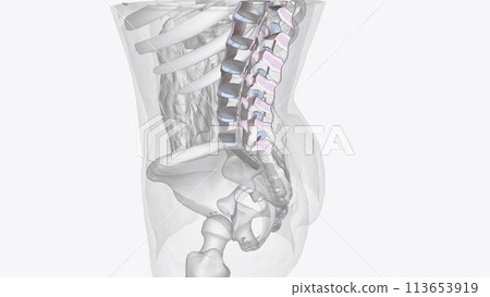 Connective tissue of vertebral column 113653919