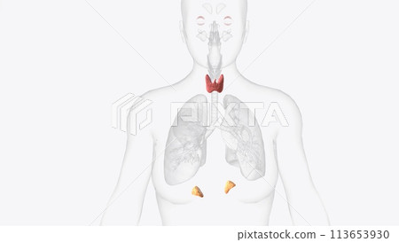 The endocrine system is made up of organs called glands The endocrine system is made up of organs called glands 113653930