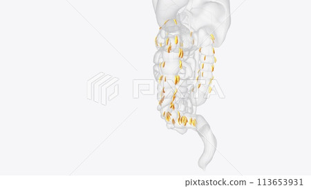 Epiploic appendages are normal outpouchings of peritoneal fat on the anti-mesenteric surface of the colon Epiploic appendages are normal outpouchings of peritoneal fat on the anti-mesenteric surface of the colon 113653931