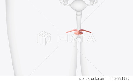 The male reproductive system includes the external genitals ) and internal parts, including the prostate gland, vas deferens and urethra. The male reproductive system includes the external genitals ) and internal parts, including the prostate gland, vas deferens and urethra. 113653932