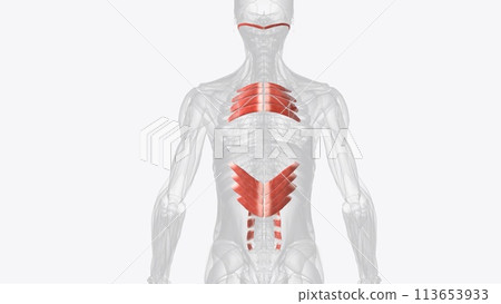 The extrinsic muscles include the trapezius, latissimus dorsi, rhomboid major and minor, levator scapulae, The extrinsic muscles include the trapezius, latissimus dorsi, rhomboid major and minor, levator scapulae, 113653933