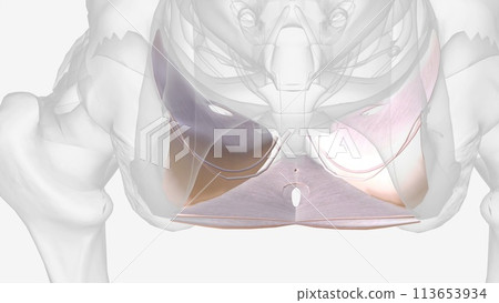 The visceral pelvic fascia is a condensation of connective tissue that arises from the parietal fascia laterally The visceral pelvic fascia is a condensation of connective tissue that arises from the parietal fascia laterally 113653934