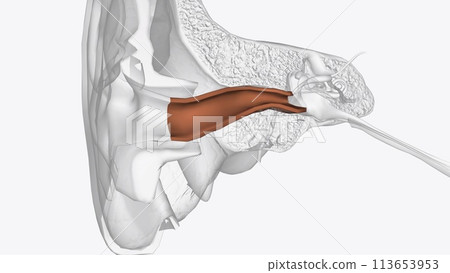The ear canal, or auditory canal, is a tube that runs from the outer ear to the eardrum 113653953