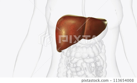 The liver is a large organ in the abdomen that performs many important bodily functions, including blood filtering 113654008