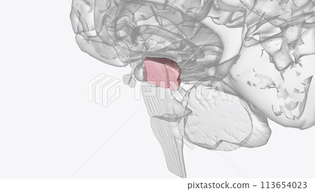 The midbrain is the smallest portion of the brainstem (about 1.5 cm) and its most cranial structure 113654023