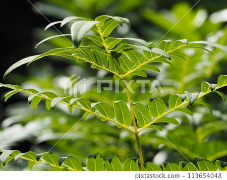 蕨類植物 Zenmai 葉 113654048