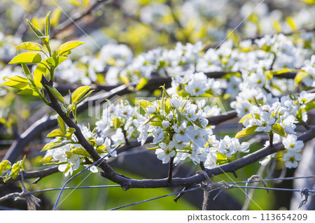 Beautifully blooming pear flowers, Tottori Prefecture, Nijisseiki Pear Beautifully blooming pear flowers, Tottori Prefecture, Nijisseiki Pear 113654209