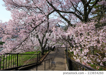 Cherry Blossom Tunnel Outside Takato Castle Ruins Park 113654260