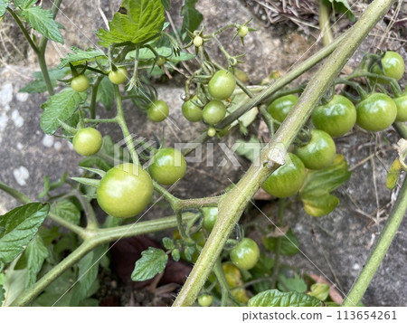 Immature mini tomato 113654261