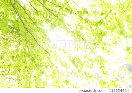 Bright sunlight filtering through the trees 113654434