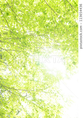 Bright sunlight filtering through the trees Bright sunlight filtering through the trees 113654436