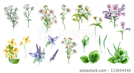 Collection of different medicinal flowers bunch in watercolor isolated on white. Herbal plants set in botanical sketch. Plantain, nettle, salvia, celandine hand drawn. Design for label, package, card Collection of different medicinal flowers bunch in watercolor isolated on white. Herbal plants set in botanical sketch. Plantain, nettle, salvia, celandine hand drawn. Design for label, package, card 113654540