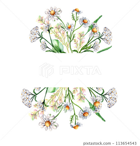 Frame of meadow medicinal flower, herb plants watercolor illustration isolated on white background. Chamomile, plantain, achillea yarrow in botanical sketch hand drawn. Design for label, package 113654543