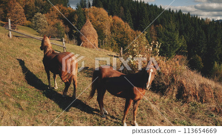 Green mountain forest at ridge aerial. Nobody nature landscape. Mount ranges with pine trees. Autumn wood at sun day. Vacation at Carpathians unknown countryside, Ukraine, Europe. Cinematic drone shot 113654669