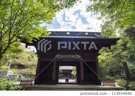 鎌倉 244 妙本寺 49 新綠 鎌倉 244 妙本寺 49 新綠 113654690