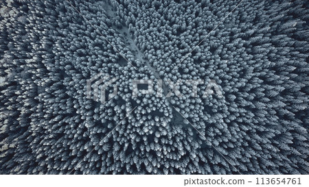 Top down spruce forest at snow mountain aerial. Conifer trees at winter. Nobody nature landscape. Environment natural beauty. Travel to Carpathians mounts, Bukovel, Ukraine, Europe 113654761