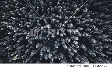 Top down snow spruce forest at mountain aerial. Winter nobody nature landscape. High fir trees at ice. Travel and tourism lifestyle. Cinematic Carpathians mounts, Bukovel, Ukraine, Europe 113654770