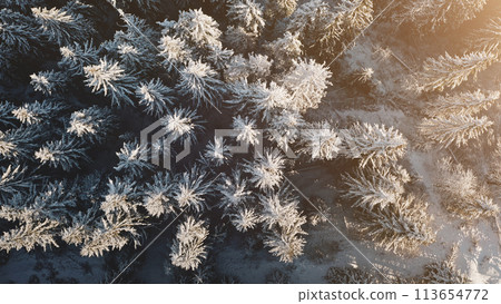 Aerial top down sun over mountain pine forest. Nobody nature landscape. Snow fir trees at winter sunny day. Cinematic soft sunlight at snowy Carpathian mounts, Bukovel Resort, Ukraine, Europe 113654772