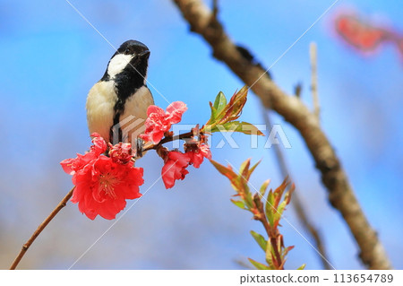 Flowers, peaches and tits Flowers, peaches and tits 113654789