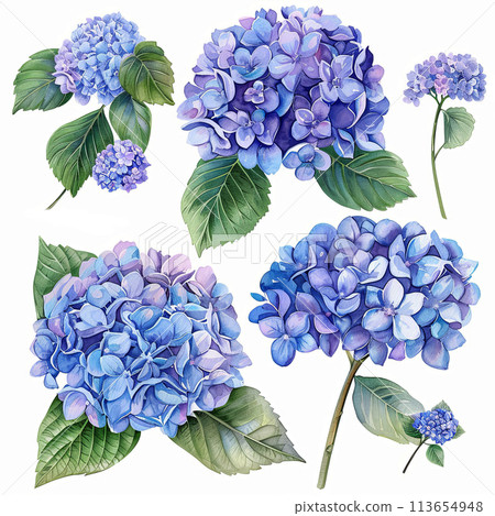 watercolor clipart set featuring hydrangea bouquets, single flowers, and elements in soft pastel tones, 113654948