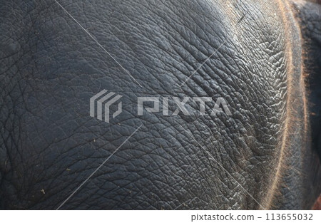 close up of elephant hair and skin in garden background and texture 113655032