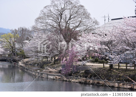 The cherry blossoms at Sansenbunsui Park in Kanaya, Kora Town are in full bloom. The cherry blossoms at Sansenbunsui Park in Kanaya, Kora Town are in full bloom. 113655041