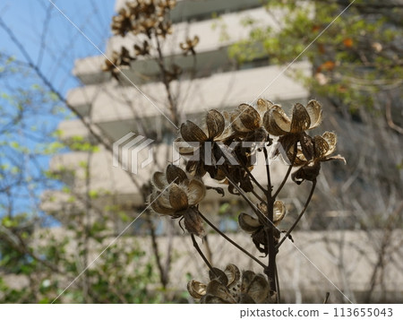 Withering Furong 113655043