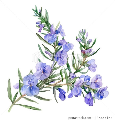Delicate watercolor depiction of rosemary in bloom Delicate watercolor depiction of rosemary in bloom 113655168