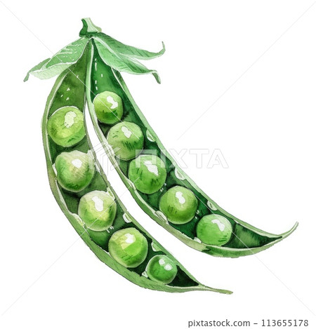 A watercolor painting vividly depicting a pea pod A watercolor painting vividly depicting a pea pod 113655178